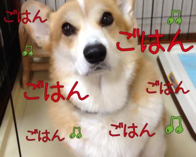 ごはん前