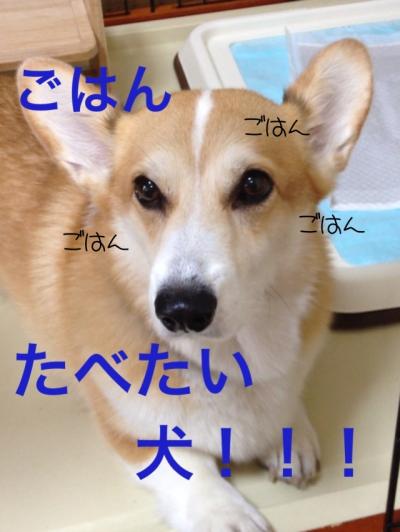 ごはん食べたい犬