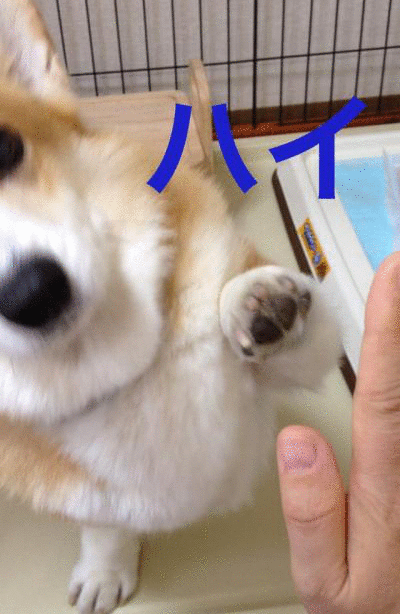 ハイタッチ