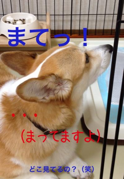 まて
