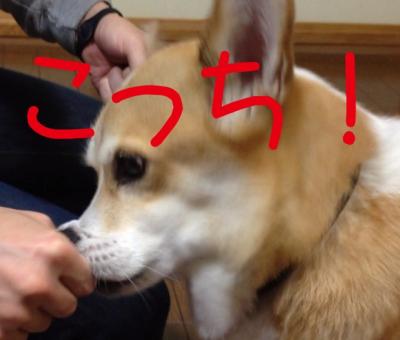 こっち!