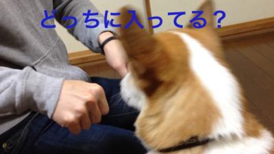 どっちにはいってる?
