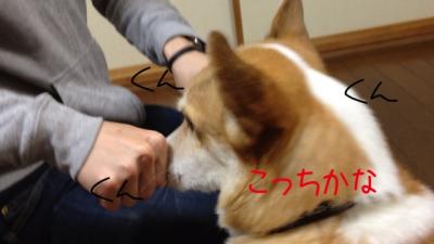 こっちかな?