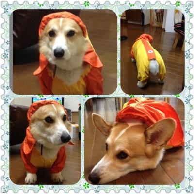 やる気のないこじ