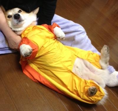 まな板のこじ