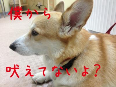 ほえてないよ?