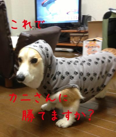 かにさんにかてる?