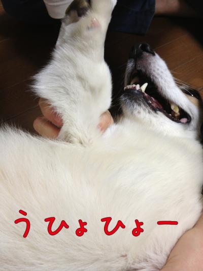 うひょひょー1