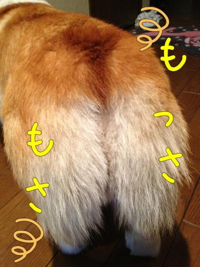 もっさもさ