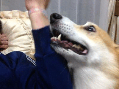 とりゃー!!