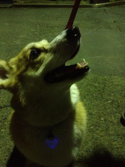 よるんぽ