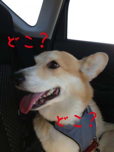 どこいくの?1