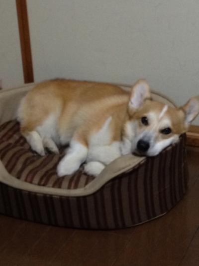 オネム