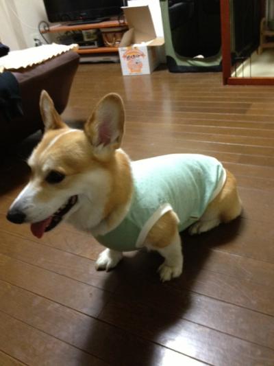 おにゅう1