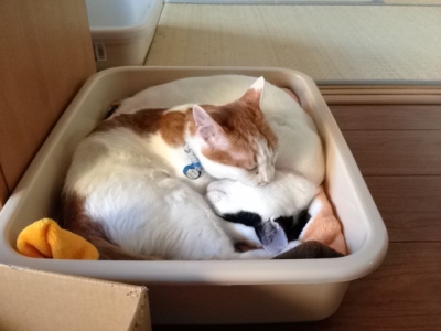 猫団子 (2)