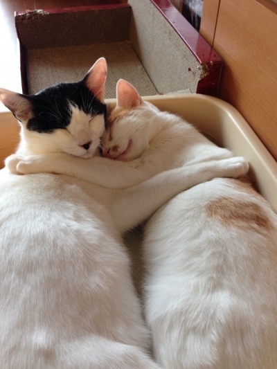 猫団子