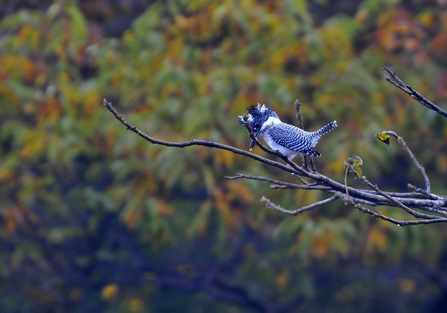 20121202-1001-0005.jpg