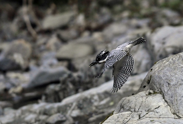 8J3-20120515-033.jpg