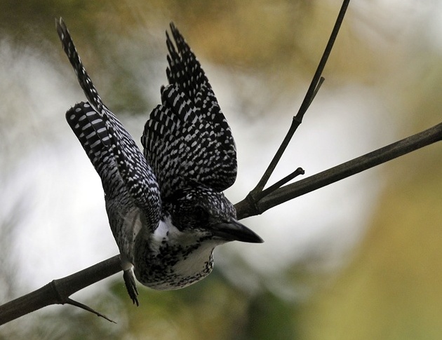 NST-20120524-006.jpg