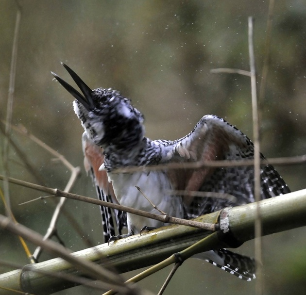NST-20120527-002.jpg