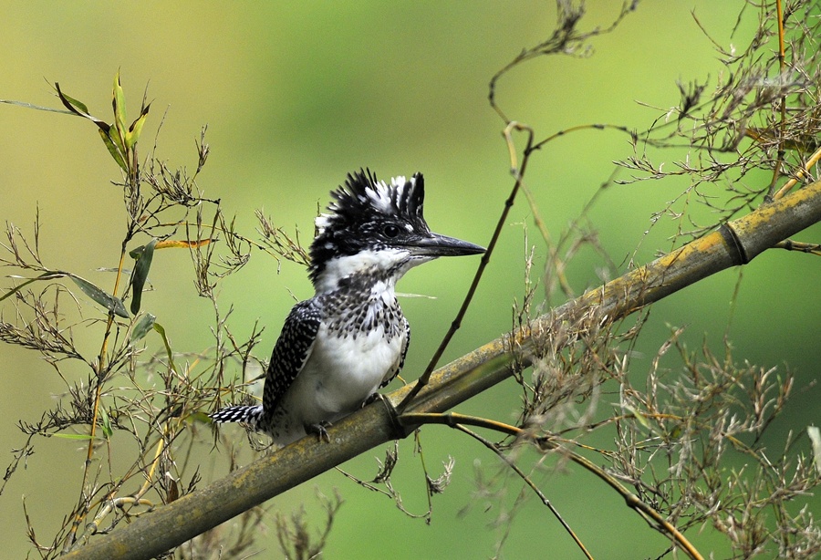 NST-20120605-008.jpg