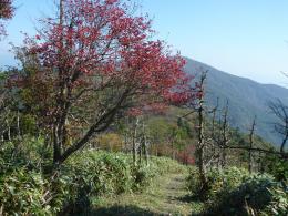 紅葉のはじまり、山頂部へ到着