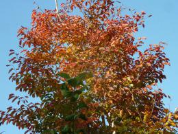 稜線の紅葉