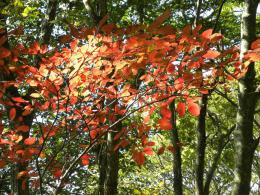 紅葉のはじまり