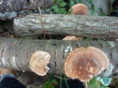 11_15_01.jpg