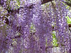 123037_20120517172611.jpg