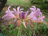 岸に咲くお盆花?