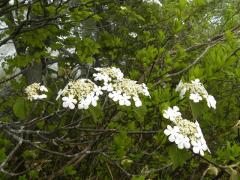 オオカメの木 花