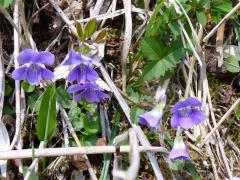 タチツボスミレ 葉っぱ 花の形から…