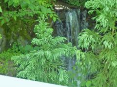 橋の横の小さな滝