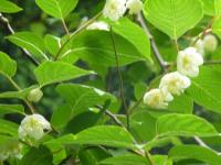 マタタビの花