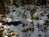 残雪と笹の中 石段を探して歩く