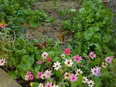 菜園に 今も咲く 春、夏の花とルッコラ、種が落ちて年中食べてます!!