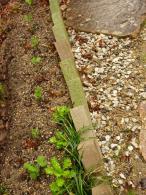 緑のカーテン ゴーヤ後に、エンドウの種をまく 芽が出て・・・撒く。