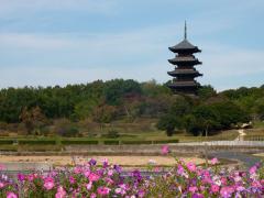 秋の花と国分寺