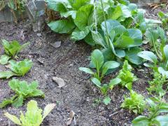 野菜が育つ