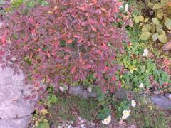 ドウダンツツジ紅葉これから…