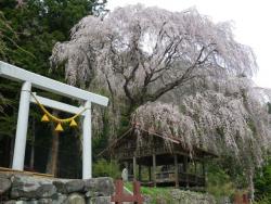 神明神社枝垂れ桜(高山市朝日町浅井)