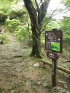 石楠立