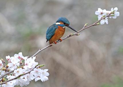 2013 桜カワセミ_1_ジョーJr