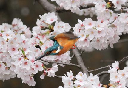 2013 桜カワセミ_3_ジョーJr