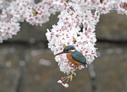2013 桜カワセミ_4_ヒフミ