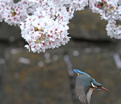 2013 桜カワセミ_5_ヒフミ