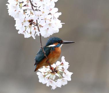 2013 桜カワセミ_6_ジョーJr