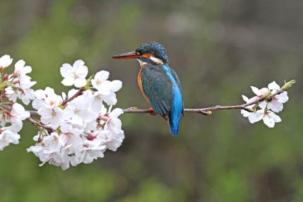 2013 桜カワセミ_7_ヒフミ