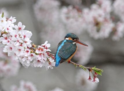 2013 桜カワセミ_8_ヒフミ